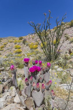 Beavertail kaktüs ve Anza-Borrego durumda çiçeklenme çiçekler