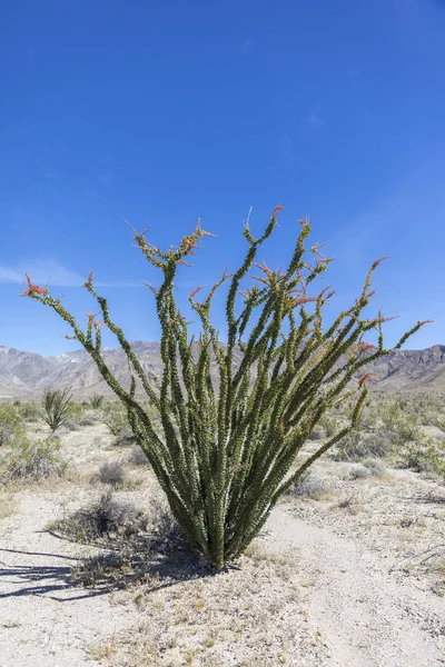 Ocotillo blüht im anza-borrego state park, Kalifornien — Stockfoto