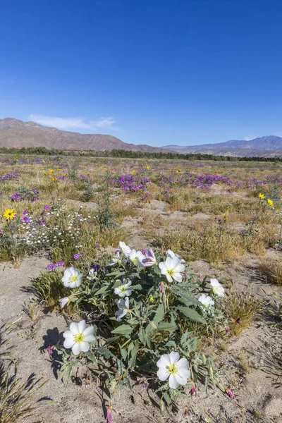 Wüstenprimel und andere Wildblumen blühen in anza-borrego d — Stockfoto