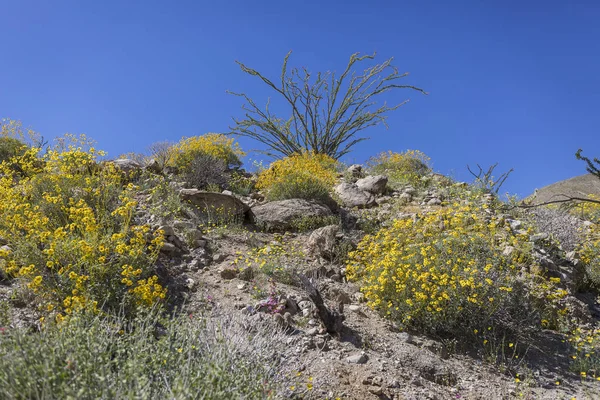 Fleurs sauvages fleurissant au printemps dans le parc national d'Anza-Borrego, Californie — Photo