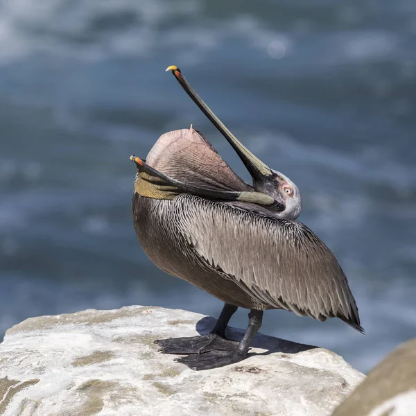 Brown Pelican inverting its pouch as it perches on a rock overlo