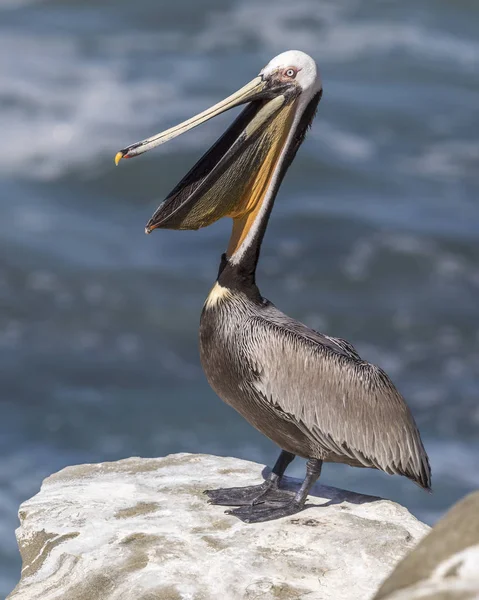 Um pelicano marrom (Pelecanus occidentalis) estende o pescoço com — Fotografia de Stock