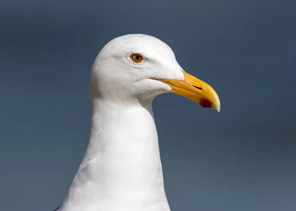 Närbild av en California mås - San Diego, Kalifornien — Stockfoto