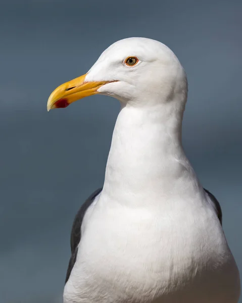 Close up of a California Gull - San Diego, California — стоковое фото