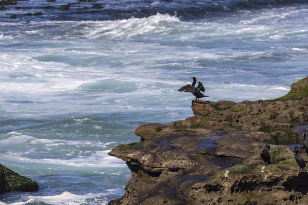 Cormorano a doppia cresta che allunga le ali per asciugarsi su una roccia — Foto Stock