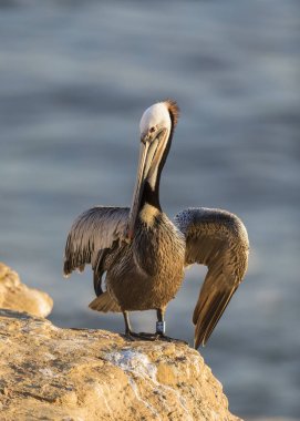 A Brown Pelican stretches its wings on a cliff overlooking the P clipart