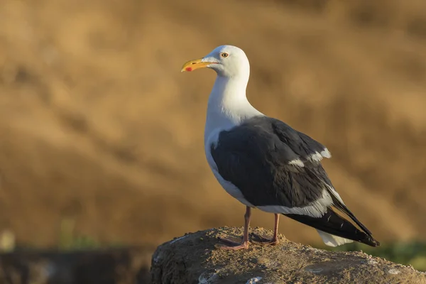 California Gull perched on a cliff - San Diego, California — Stock Photo, Image