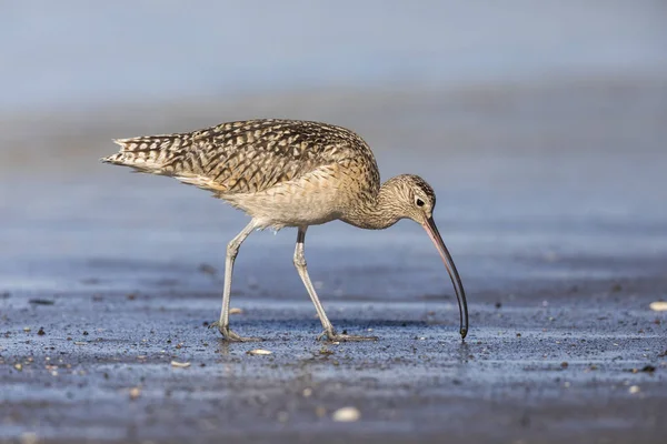 Curlew a becco lungo foraggiamento in un estuario del fiume - Monterey Penins — Foto Stock