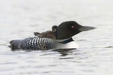 A week-old Common Loon chick stretching its foot while riding on clipart