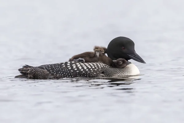 Um pintainho Common Loon de uma semana de idade que estica as asas enquanto monta o — Fotografia de Stock