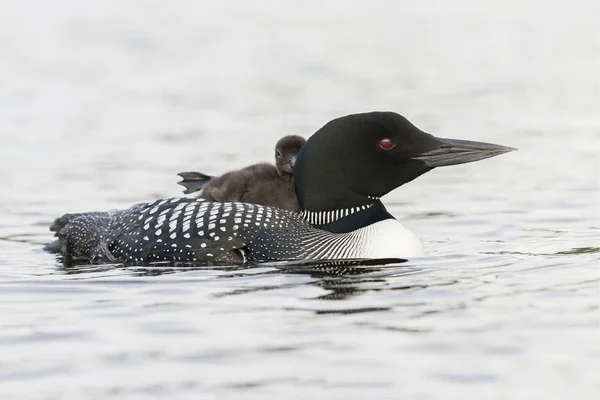 A week-old Common Loon chick stretching its foot while riding on Stock Photo