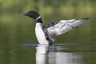 Bir ortak Loon kanatlarını çırpıyor onları olarak bakıp sonra kuru bir