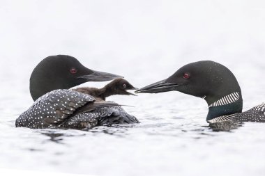 A week-old Common Loon chick  emerges from under its mother's wi clipart