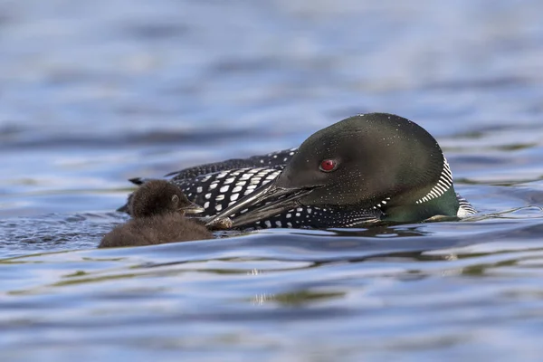 Um filhote de Loon Comum de uma semana é alimentado com um peixe por um de seus pais — Fotografia de Stock