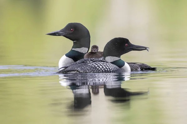 A week-old Common Loon chick rides on its mother's back as its f — Stock Photo, Image