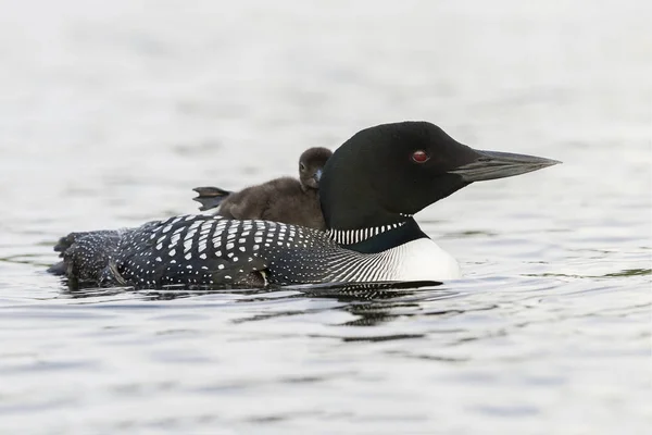 A week-old Common Loon chick stretching its foot while riding on Royalty Free Stock Images