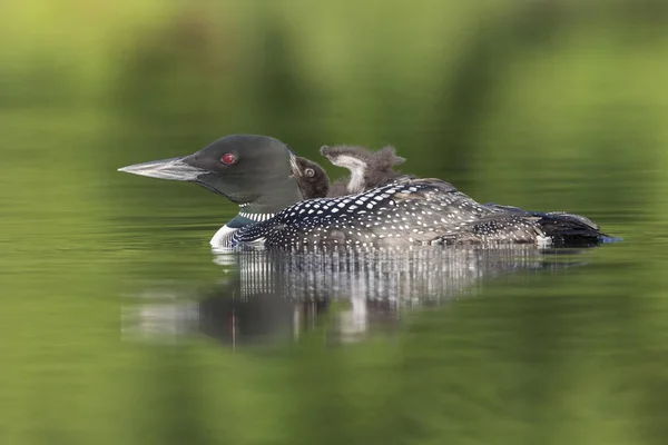 Um pintainho Common Loon de uma semana de idade anda de costas de sua mãe Ontari — Fotografia de Stock