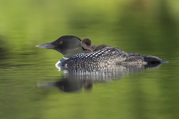 A week-old Common Loon chick preens its feathers while riding on — Stock Photo, Image