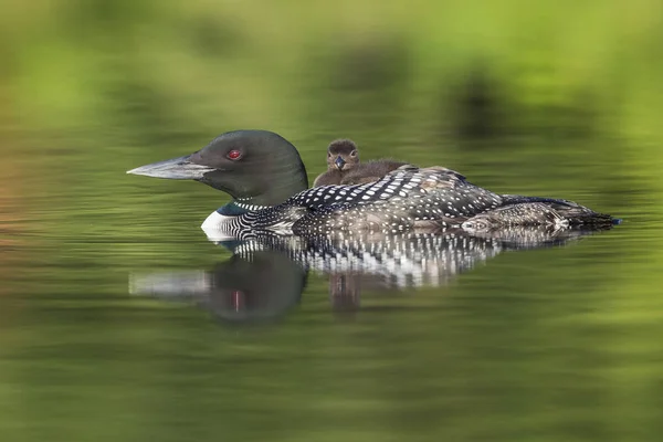 Um pintainho Common Loon de uma semana de idade anda de costas de sua mãe Ontari — Fotografia de Stock