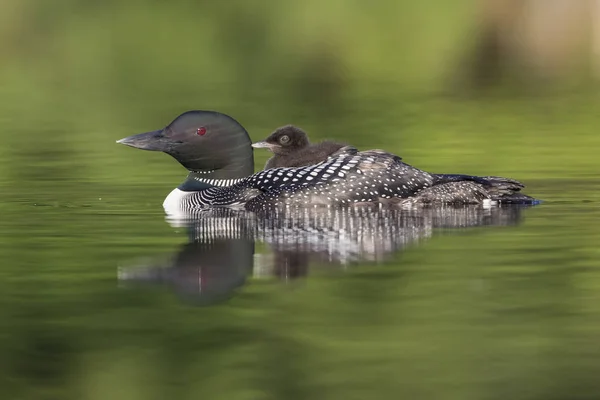 A week-old Common Loon chick rides on its mother's back - Ontari Royalty Free Stock Photos