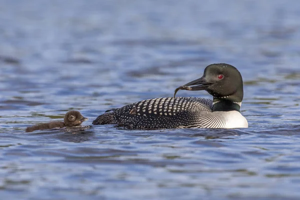 A Common Loon carries a freshly caught fish to its chick - Ontar — Stock Photo, Image
