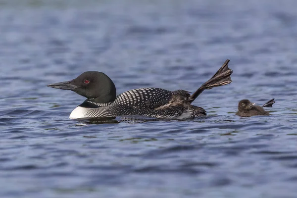 Um pintainho Loon Comum e sua mãe acenam um pé no ar - Ont — Fotografia de Stock