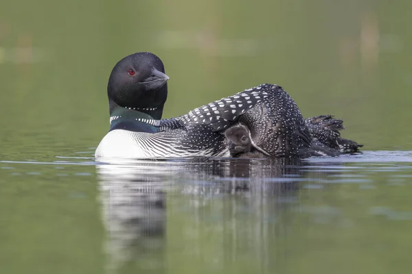 A Common Loon chick seeks shelter under the wing of its mother - — Stock Photo, Image