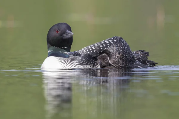 Um filhote de Loon comum procura abrigo sob a asa de sua mãe  - — Fotografia de Stock