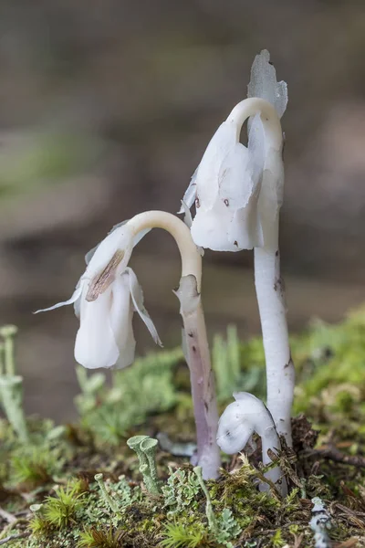 Indian Pipe (Monotropa uniflora) - Галибертон, Онтарио, Канада — стоковое фото