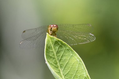 Kadın sonbahar Meadowhawk yusufçuk - Ontario, Kanada