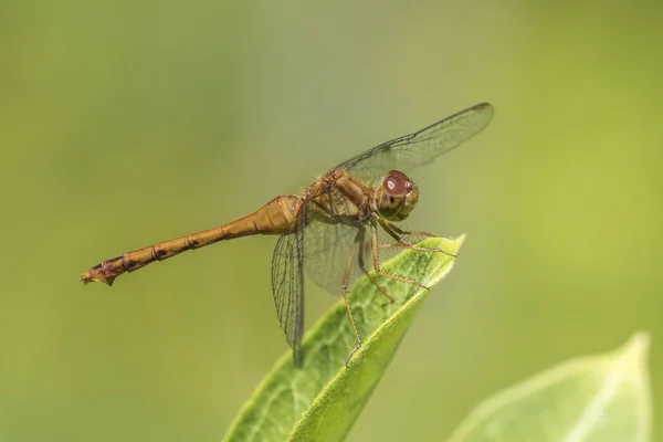 Female Autumn Meadowhawk dragonfly - Онтарио, Канада — стоковое фото
