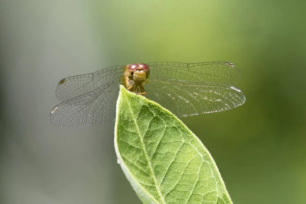 Female Autumn Meadowhawk dragonfly - Онтарио, Канада — стоковое фото