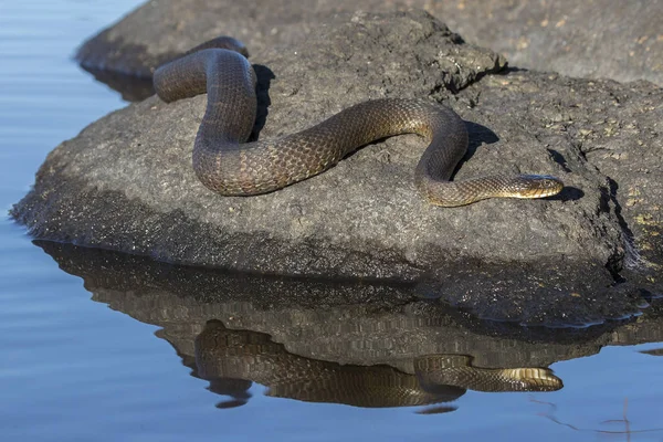 Serpente da água do norte (sipedon sipedon Nerodia) se aquecendo em uma rocha — Fotografia de Stock
