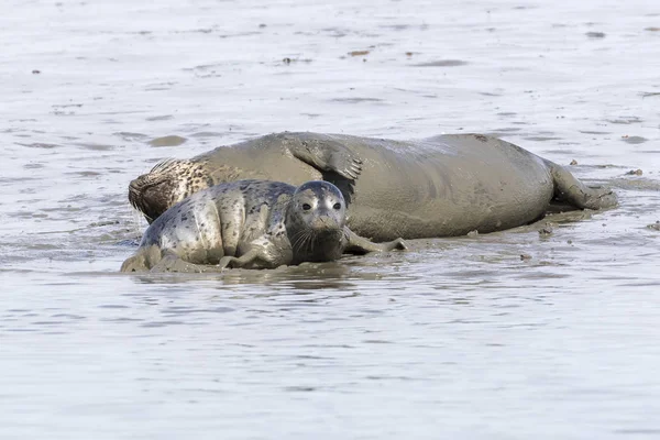 Harbor Seal pup ligga bredvid sin mor - San Diego, Kalifornien — Stockfoto