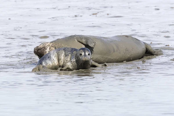 Foka pospolita pup leżącego obok jego matka - San Diego, California — Zdjęcie stockowe