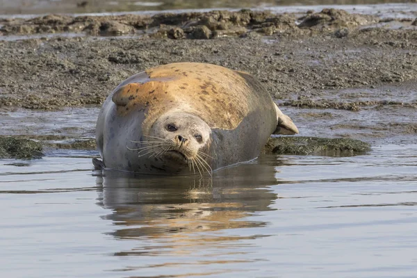 Harbor Seal vilar på kanten av en flodmynning - San Diego, Calif — Stockfoto