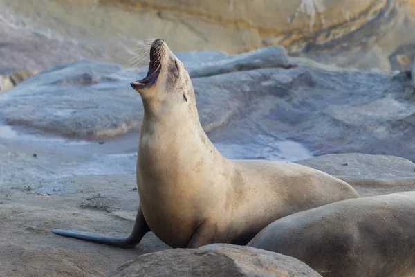 Hombre California Sea Lion calling - San Diego, California — Foto de Stock