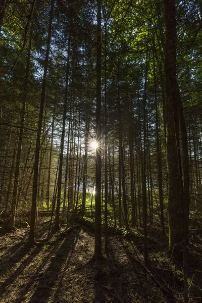 Ağaçlar bir kunduz p yanındaki bir koru aracılığıyla patlama sabah güneşi