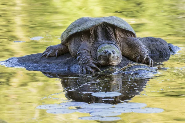 大常见龟岩-加拿大安大略省上晒太阳 — 图库照片
