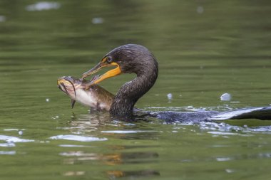 Büyük kahverengi Bullhead kedi balığı yeme Çift Tepeli karabatak -
