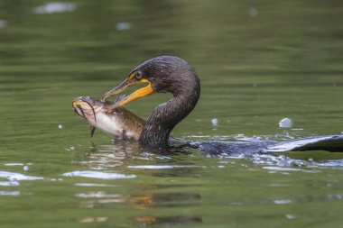 Double-crested Cormorant eating a large Brown Bullhead catfish - clipart