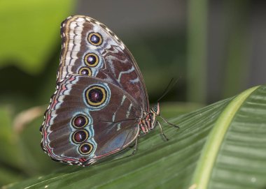 Bir tropikal bitki üzerinde tünemiş mavi Morfo