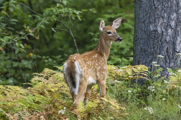 Le faon de cerf de Virginie dans un défrichement forestier - Ontario, Canada — Photo