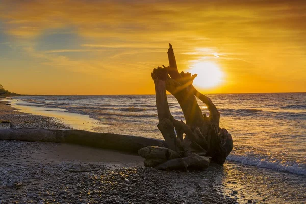 Driftwood, egy tó Huron tengerparton naplementekor — Stock Fotó