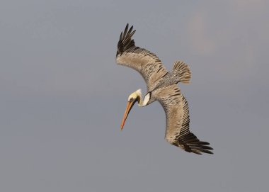 Kahverengi Pelikan için bir balık - St Petersburg, Florida dalış