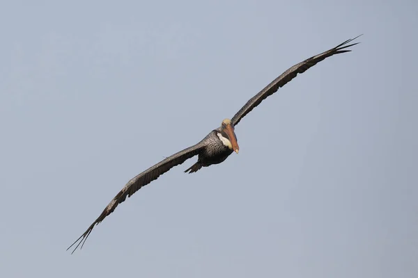 Brown Pelican in flight - St. Petersburg, Florida — Stock Photo, Image
