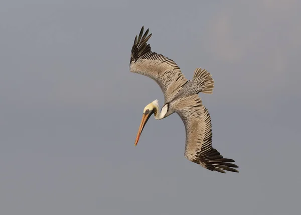 Brown Pelican buceo para un pez - San Petersburgo, Florida — Foto de Stock