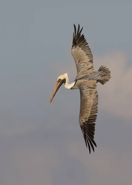 Brown Pelican preparing to dive for a fish - St. Petersburg, Flo — Stock Photo, Image