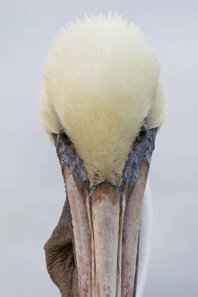 Nahaufnahme eines braunen Pelikans - Zedernschlüssel, florida — Stockfoto
