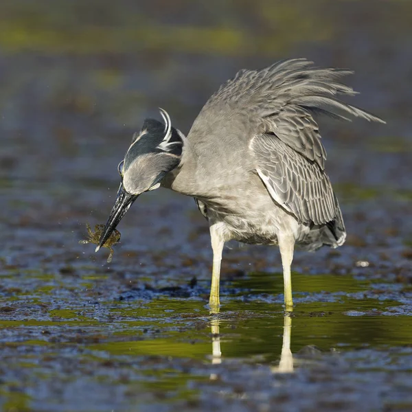 Gelbkronenreiher frisst eine Krabbe in einer Lagune von Florida — Stockfoto